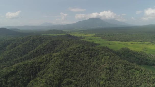 Τροπικό τοπίο με φοίνικες. Φιλιππίνες, Λουζόν — Αρχείο Βίντεο