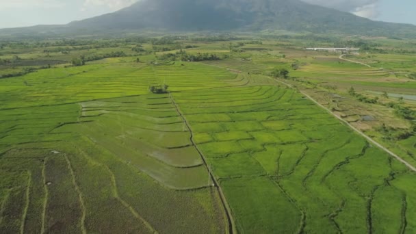 Ορεινή κοιλάδα με γεωργικές εκτάσεις στις Φιλιππίνες. — Αρχείο Βίντεο
