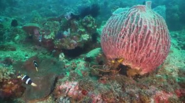 Palyaço balığı tehlikede actinia içinde.