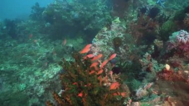 Mercan ve tropikal balık. Filipinler, Mindoro.