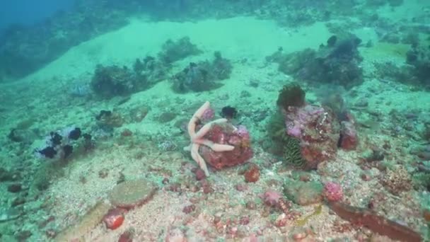 Starfish on coral. Philippines, Mindoro. — Stock Video