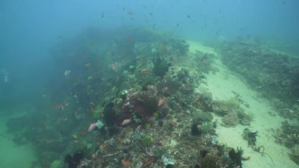 Recifes de coral e peixes tropicais. Filipinas, Mindoro . — Vídeo de Stock