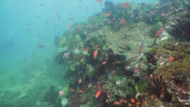 Korálových útesů a tropických ryb. Filipíny, Mindoro. — Stock video