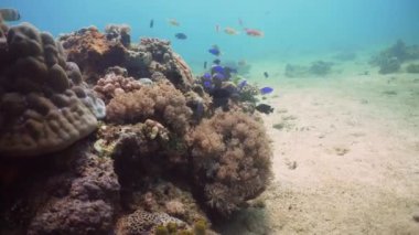 Mercan ve tropikal balık. Filipinler, Mindoro.