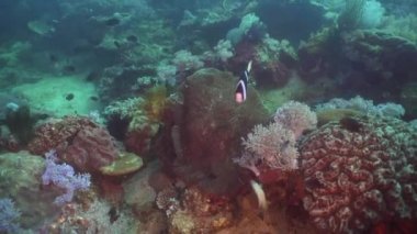 Mercan ve tropikal balık. Filipinler, Mindoro.