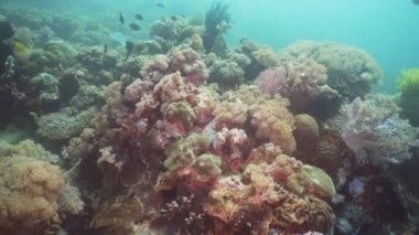 Mercan ve tropikal balık. Filipinler, Mindoro.