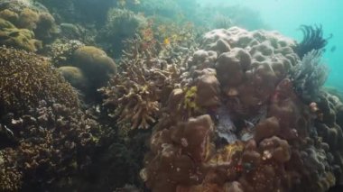 Mercan ve tropikal balık. Filipinler, Mindoro.