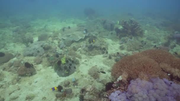 Recifes de coral e peixes tropicais. Filipinas, Mindoro . — Vídeo de Stock