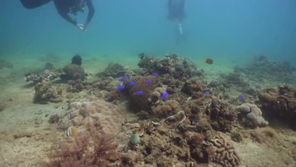 Arrecife de coral y peces tropicales. Filipinas, Mindoro . — Vídeo de stock