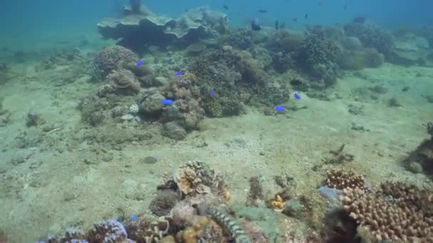 Arrecife de coral y peces tropicales. Filipinas, Mindoro . — Vídeo de stock