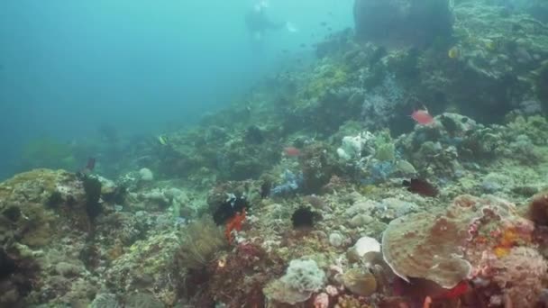 Mercan ve tropikal balık. Filipinler, Mindoro. — Stok video