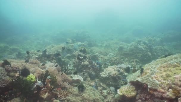 Karang karang dan ikan tropis. Filipina, Mindoro . — Stok Video
