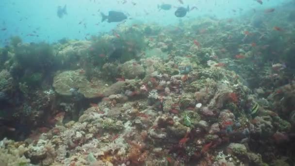 Recifes de coral e peixes tropicais. Filipinas, Mindoro . — Vídeo de Stock