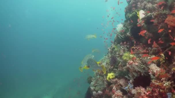 Коралловый риф и тропическая рыба. Филиппины, Mindoro . — стоковое видео