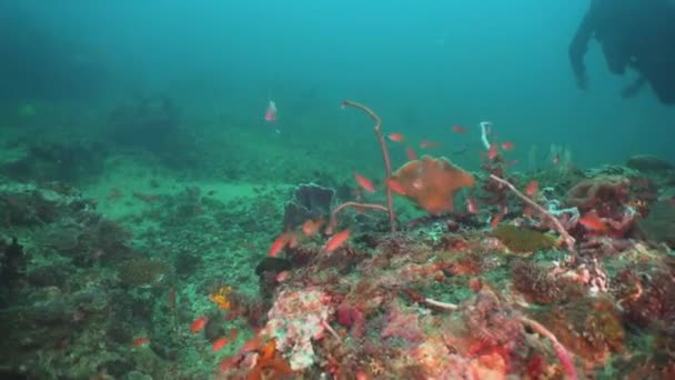 Recifes de coral e peixes tropicais. Filipinas, Mindoro . — Vídeo de Stock