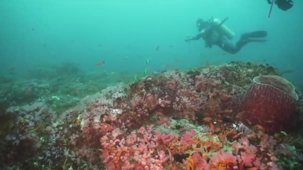 Buceadores bajo el agua. Filipinas, Mindoro . — Vídeo de stock