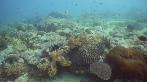 Korallzátonyokat és a trópusi halak. Fülöp-szigetek, Mindoro. — Stock videók