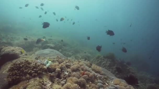 Barriera corallina e pesce tropicale. Filippine, Mindoro . — Video Stock