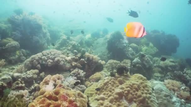 Recifes de coral e peixes tropicais. Filipinas, Mindoro . — Vídeo de Stock