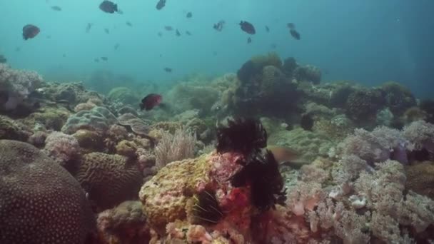 Recifes de coral e peixes tropicais. Filipinas, Mindoro . — Vídeo de Stock