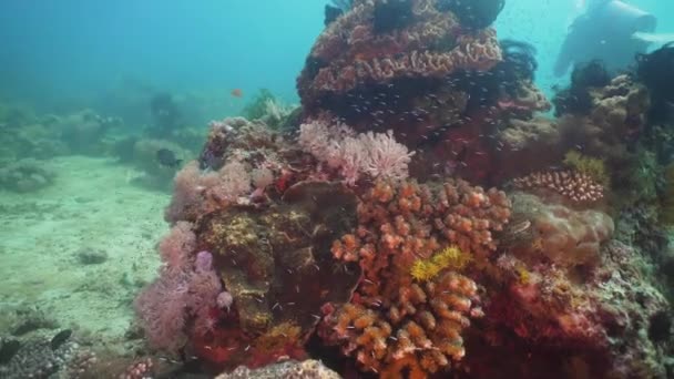 Recifes de coral e peixes tropicais. Filipinas, Mindoro . — Vídeo de Stock