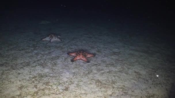 Starfish em coral. Filipinas, Mindoro . — Vídeo de Stock