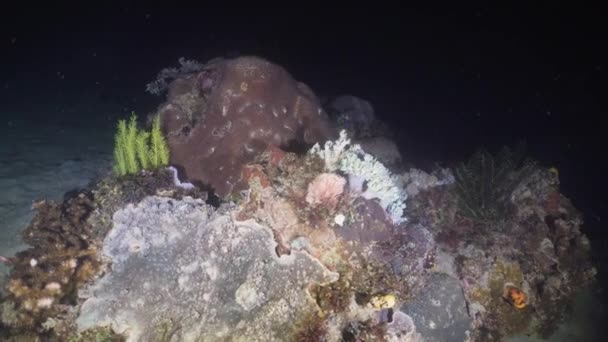 Recifes de Coral. Filipinas, Mindoro . — Vídeo de Stock