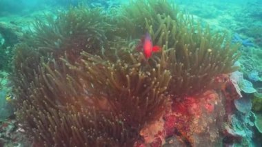 Palyaço balığı tehlikede actinia içinde.