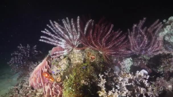 Recifes de Coral. Filipinas, Mindoro . — Vídeo de Stock