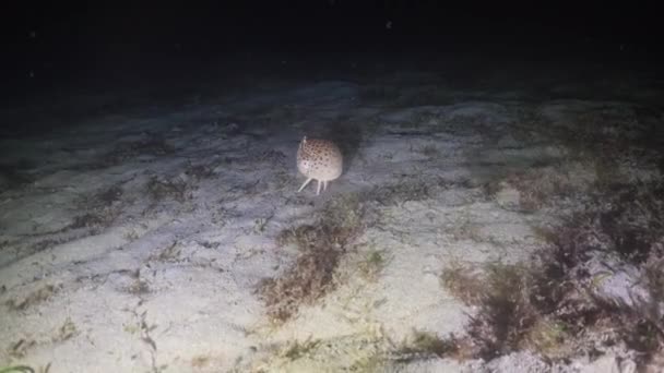 Gece dalışları, pavurya. Filipinler, Mindoro — Stok video