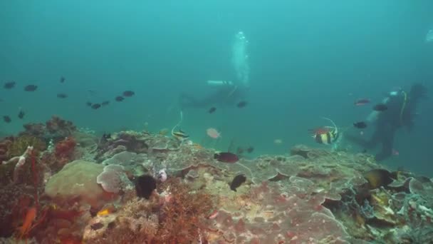 Recifes de coral e peixes tropicais. Filipinas, Mindoro . — Vídeo de Stock