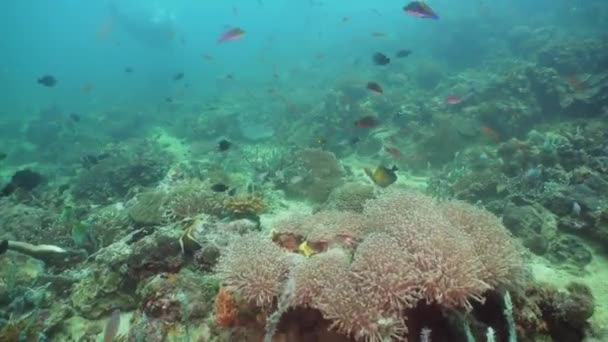 Barriera corallina e pesce tropicale. Filippine, Mindoro . — Video Stock