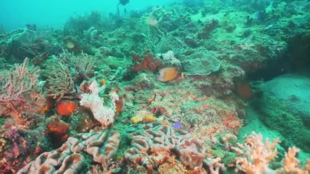 Arrecife de coral y peces tropicales. Filipinas, Mindoro . — Vídeos de Stock