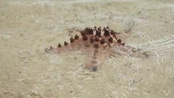 Starfish on the sand — Stock Video