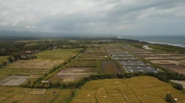 Bali 'de pirinç terasları.
