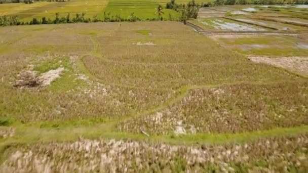 Bali 'de pirinç terasları. — Stok video