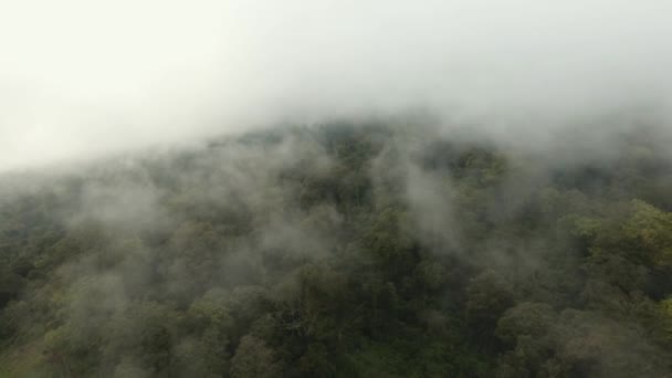Тропические леса в тумане. Остров Ява, Индонезия. След фондового рынка — стоковое видео