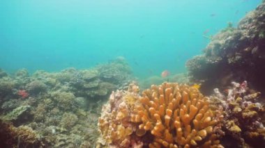 Mercan ve tropikal balık. Filipinler, Mindoro.