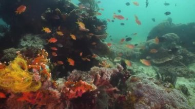 Mercan ve tropikal balık. Filipinler, Mindoro.