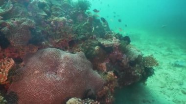 Mercan ve tropikal balık. Filipinler, Mindoro.