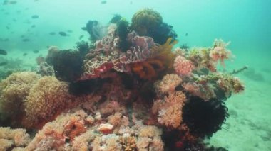 Mercan ve tropikal balık. Filipinler, Mindoro.