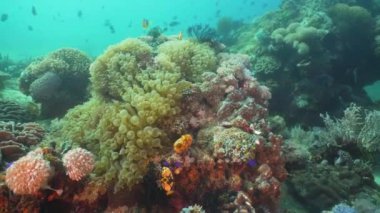 Palyaço balığı tehlikede actinia içinde.