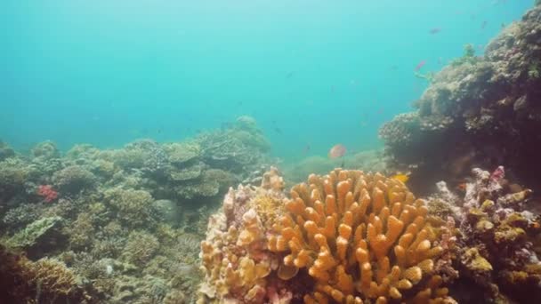 Arrecife de coral y peces tropicales. Filipinas, Mindoro . — Vídeo de stock