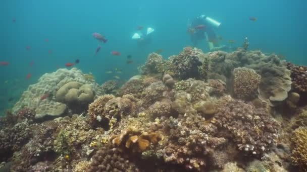 Dykare under vattnet. Filippinerna, Mindoro. — Stockvideo