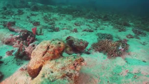 Scorpionfish op koraal rif. Luzon, Mindoro — Stockvideo