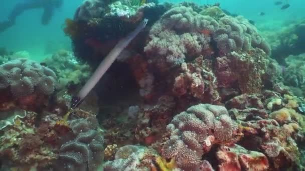 Arrecife de coral y peces tropicales. Filipinas, Mindoro . — Vídeos de Stock