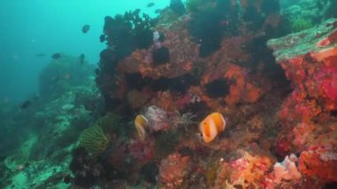 Mercan ve tropikal balık. Filipinler, Mindoro.