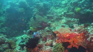 Mercan ve tropikal balık. Filipinler, Mindoro.