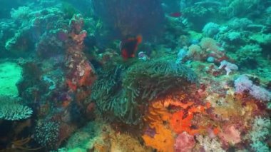 Palyaço balığı tehlikede actinia içinde.