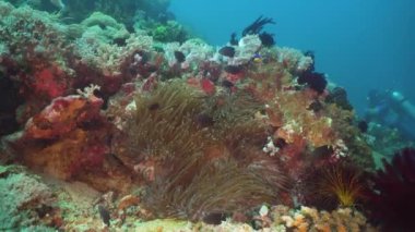 Mercan ve tropikal balık. Filipinler, Mindoro.